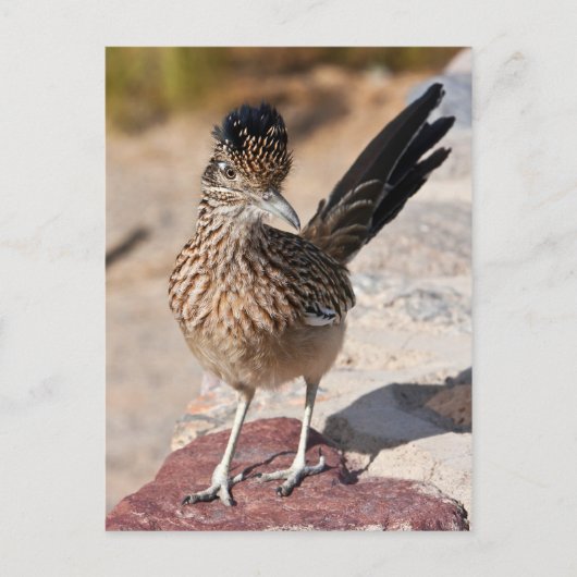 Greater Roadrunner Briefkaart (Voorkant)
