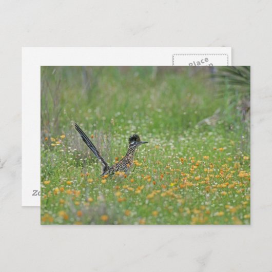 Greater Roadrunner, Geococcyx Briefkaart (Voorkant / Achterkant)