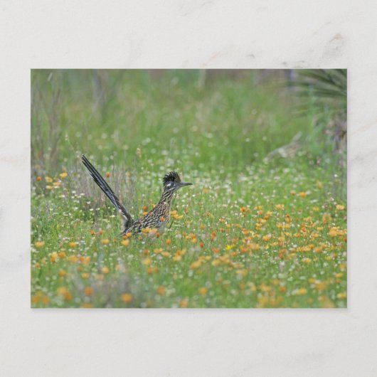 Greater Roadrunner, Geococcyx Briefkaart (Voorkant)