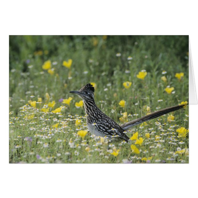 Greater Roadrunner, Geococcyx californianus (Voorkant Horizontaal)