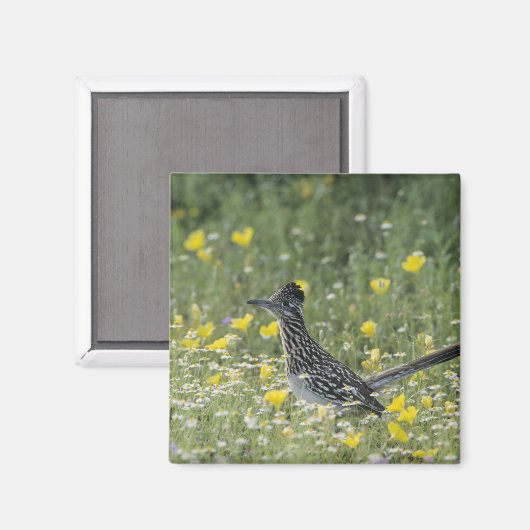 Greater Roadrunner, Geococcyx californianus Magneet (Voorkant / Achterkant)