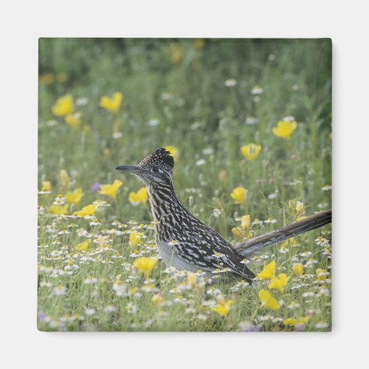 Greater Roadrunner, Geococcyx californianus Magneet (Voorkant)