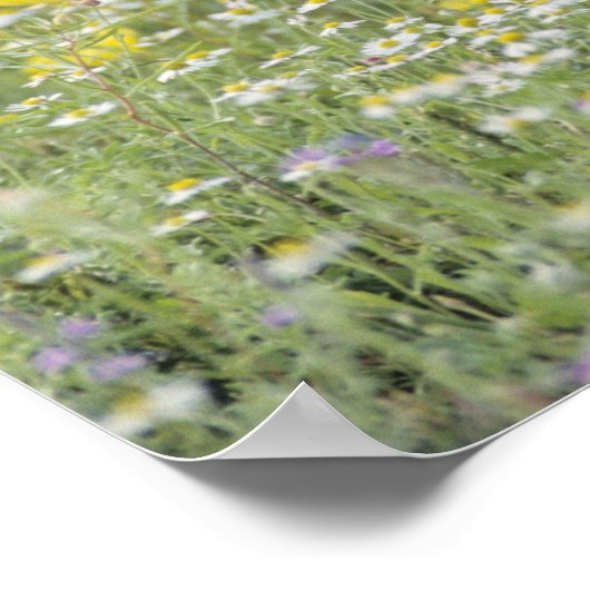 Greater Roadrunner, Geococcyx californianus Poster (Hoek)