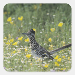 Greater Roadrunner, Geococcyx californianus Vierkante Sticker
