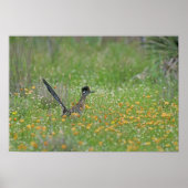 Greater Roadrunner, Geococcyx Poster (Voorkant)
