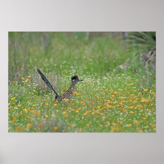 Greater Roadrunner, Geococcyx Poster (Voorkant)