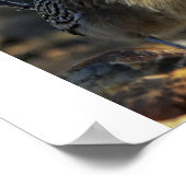 Greater Roadrunner Poster (Hoek)