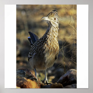 Greater Roadrunner Poster