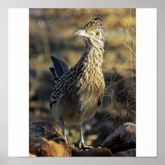 Greater Roadrunner Poster (Voorkant)