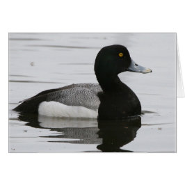 Greater Scaup