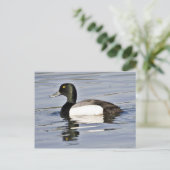 Greater Scaup drake Briefkaart (Staand voorkant)