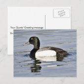 Greater Scaup drake Briefkaart (Voorkant / Achterkant)