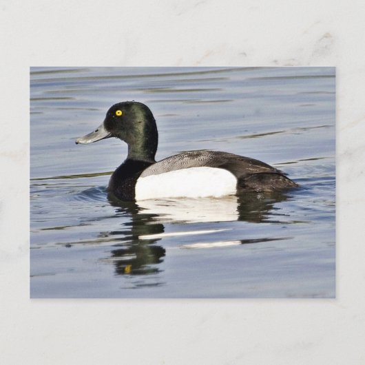 Greater Scaup drake Briefkaart (Voorkant)