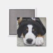 Greater Swiss Mountain Dog Magnet (Voorkant / Achterkant)