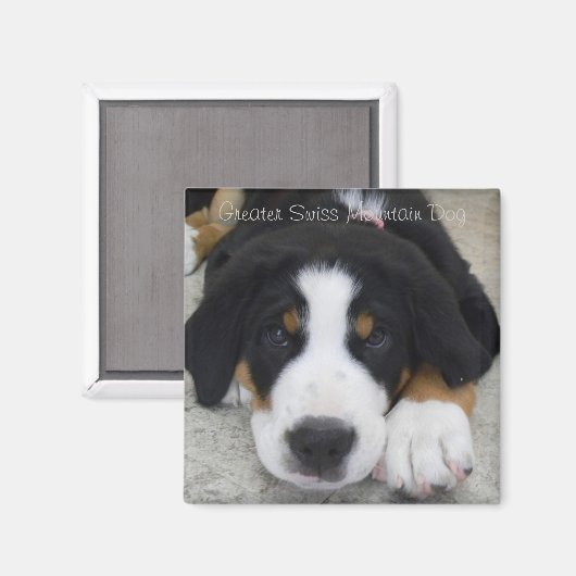 Greater Swiss Mountain Dog Magnet (Voorkant / Achterkant)