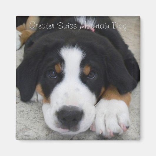 Greater Swiss Mountain Dog Magnet (Voorkant)