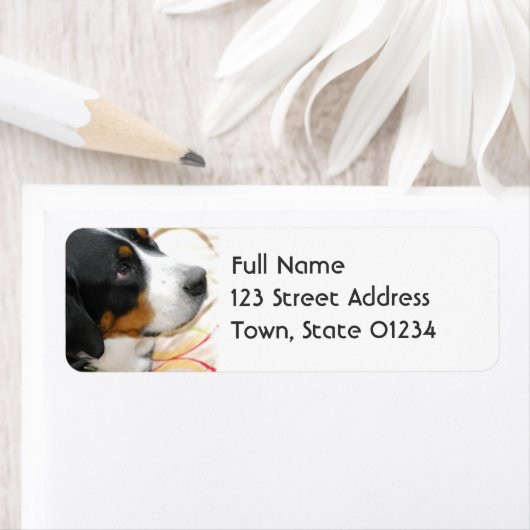 Greater Swiss Mountain Dog Mailing Label (Insitu)