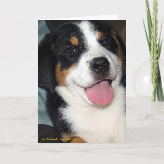 Greater Swiss Mountain Dog Puppy Kaart (Voorkant)