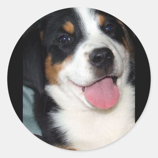Greater Swiss Mountain Dog Puppy Ronde Sticker (Voorkant)