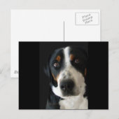 Greater Swiss Mountain Dog Sad Eyes Briefkaart (Voorkant / Achterkant)