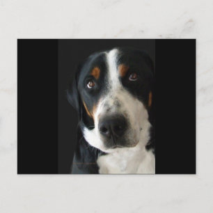 Greater Swiss Mountain Dog Sad Eyes Briefkaart