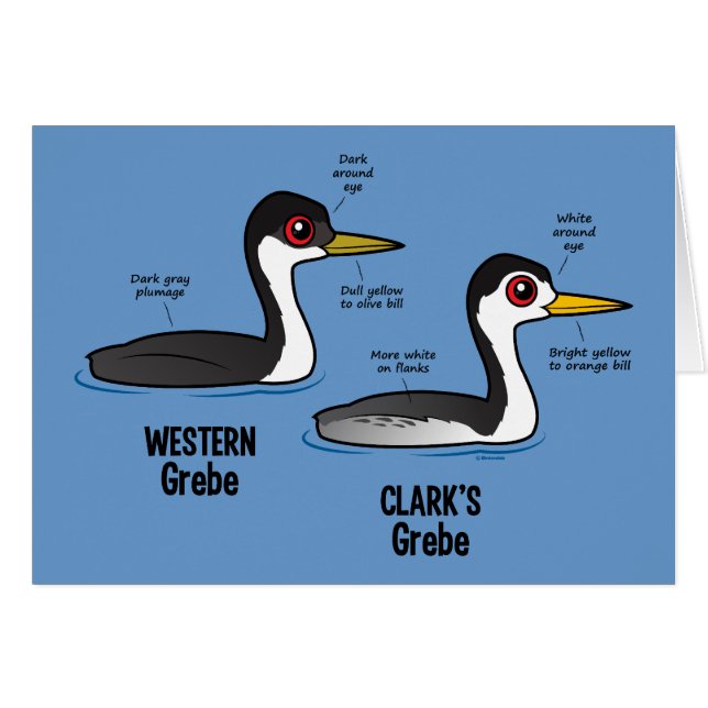 Grebe/Grebe (Voorkant Horizontaal)