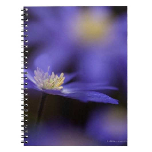 Grecian Windflower, hertenresistente blauwe bloem Notitieboek (Voorkant)