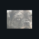 Greedo Watches Canvas Afdruk<br><div class="desc">Greedo Watches.  2021,  Ken Gage.  Photography: portrait of Greedo,  a black pug.</div>