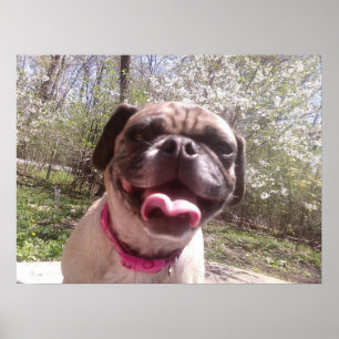 Greedo's moeder Ken Gage Fotografie Hond Poster