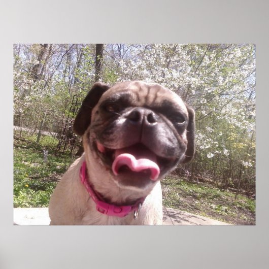 Greedo's moeder Ken Gage Fotografie Hond Poster (Voorkant)