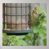 Greedy Greenfinch Print (Voorkant)