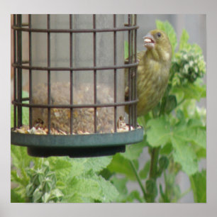 Greedy Greenfinch Print