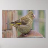 Greedy Greenfinch Print (Voorkant)