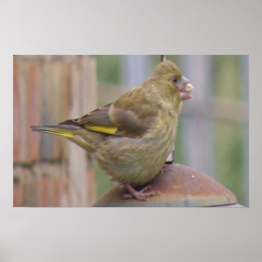 Greedy Greenfinch Print (Voorkant)