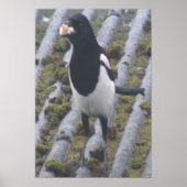 Greedy Magpie Print (Voorkant)