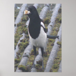Greedy Magpie Print