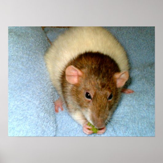 Greedy Rat Poster (Voorkant)