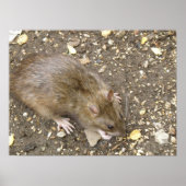 Greedy Rat Print (Voorkant)