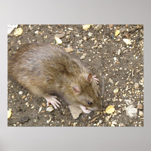 Greedy Rat Print (Voorkant)
