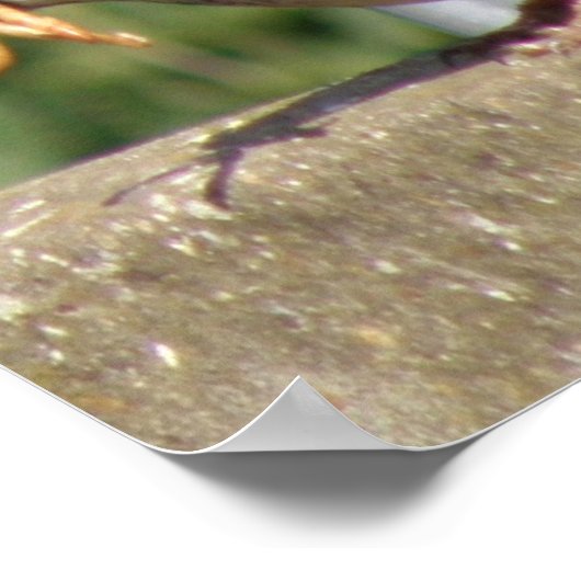 Greedy Sparrow met grubs galore Print (Hoek)