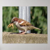 Greedy Sparrow met grubs galore Print (Voorkant)