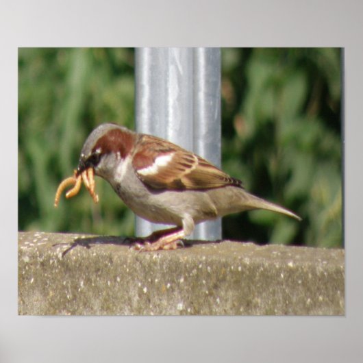 Greedy Sparrow met grubs galore Print (Voorkant)