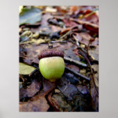 Green Acorn in de Bossen Poster (Voorkant)