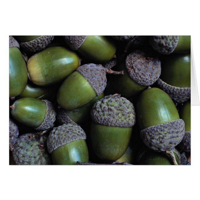 Green Acorn-noten (Voorkant Horizontaal)