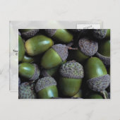 Green Acorn-noten Briefkaart (Voorkant / Achterkant)