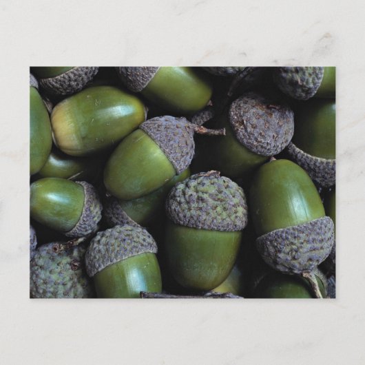 Green Acorn-noten Briefkaart (Voorkant)