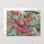 Green Acorn op een rode Herfst Leaf Briefkaart (Voorkant / Achterkant)