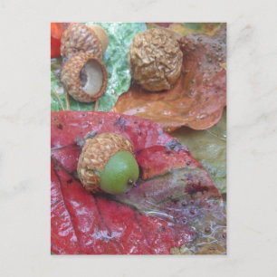 Green Acorn op een rode Herfst Leaf Briefkaart