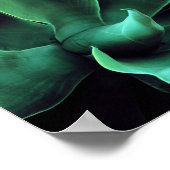Green Agave Attenuata Poster (Hoek)