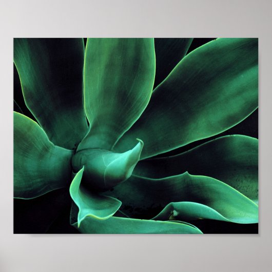 Green Agave Attenuata Poster (Voorkant)